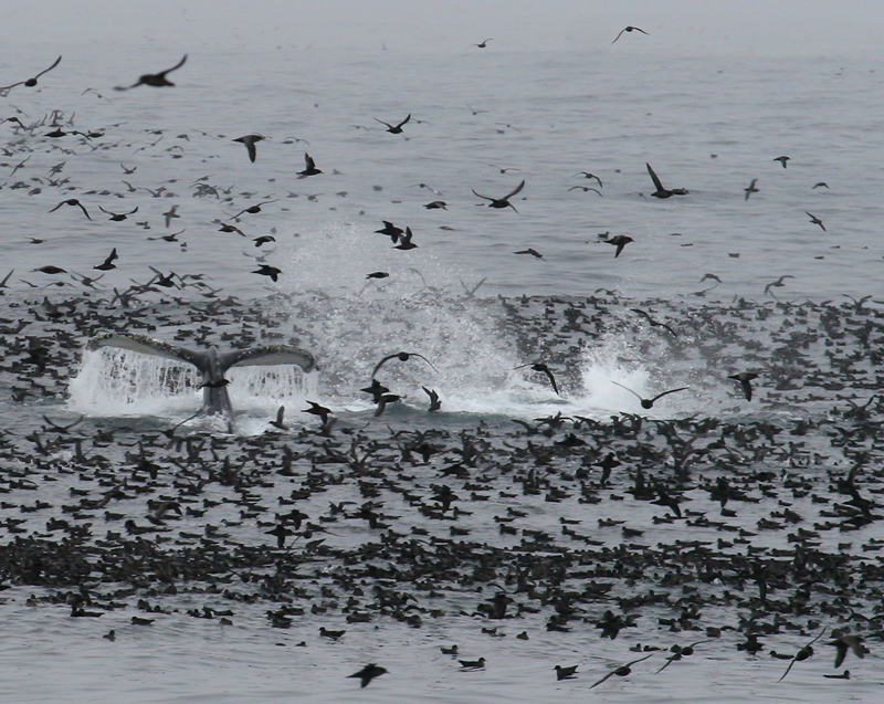 060911_shearwaters_hum0032