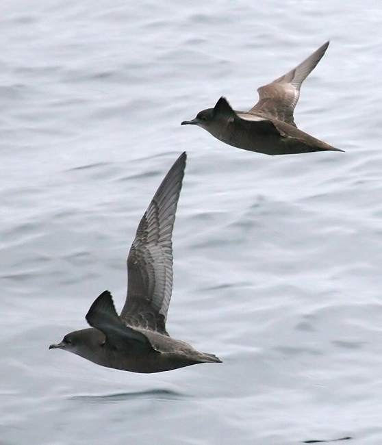 060911_shearwaters_sooty