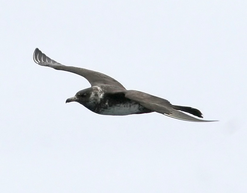 060912_jaeger_pomarine
