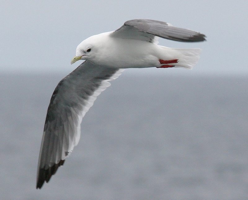 060912_kittiwake_red_l0042