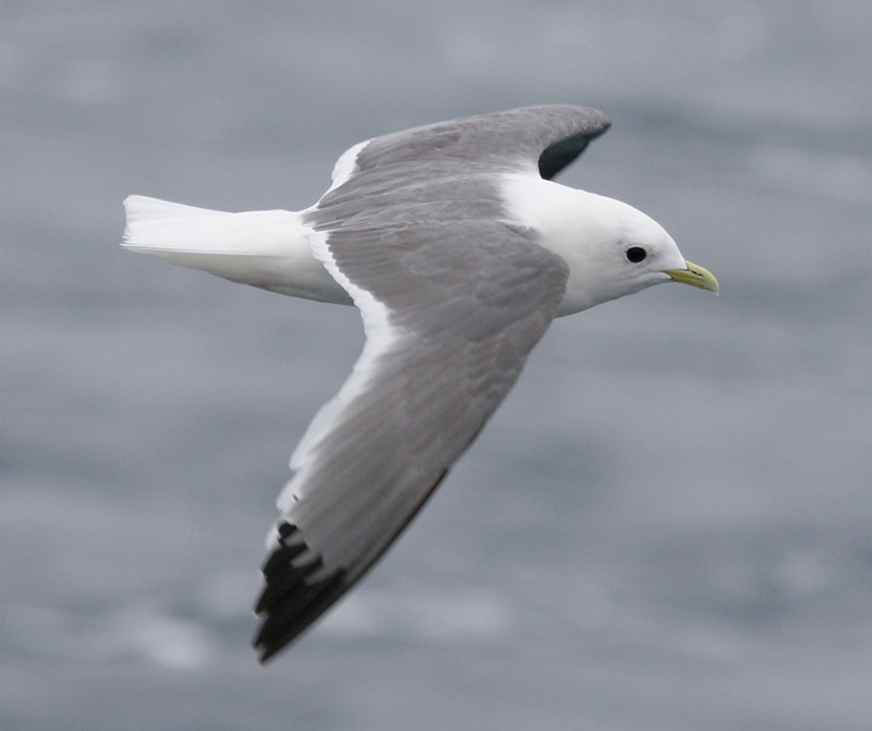 060912_kittiwake_red_l0043