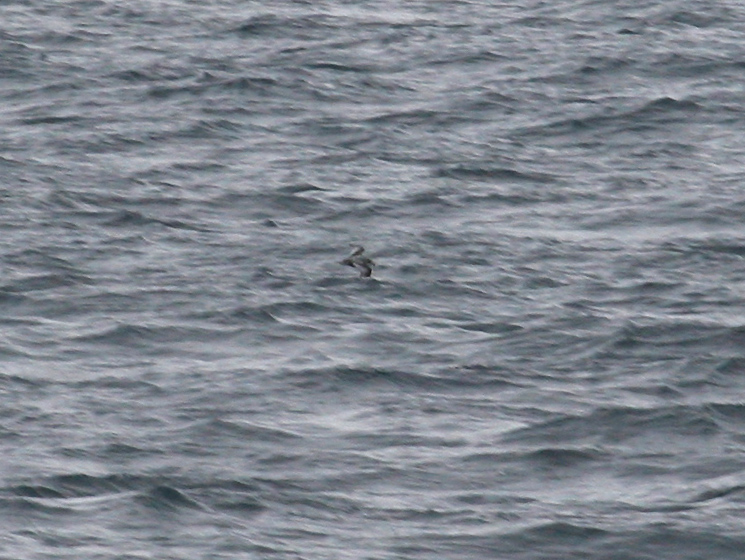 060912_petrel_mottled