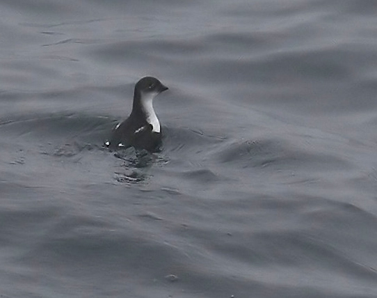 060913_aucklet_least