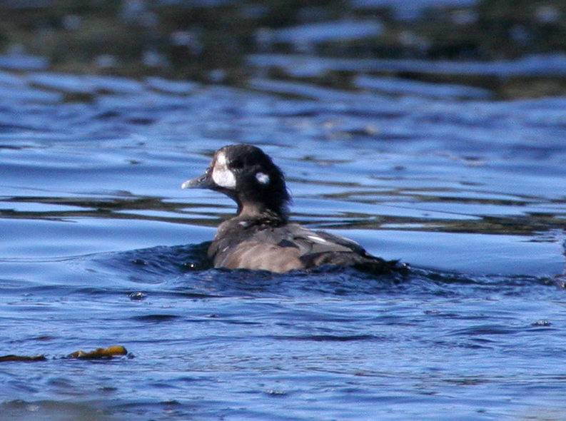 060913_duck_harlequin