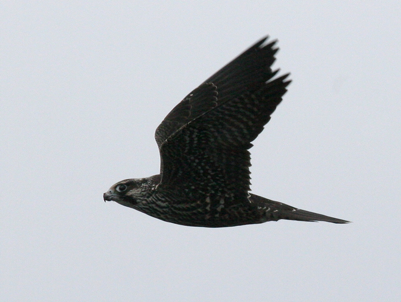 060913_falcon_peregrine_a