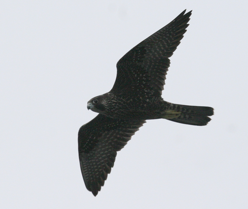 060913_falcon_peregrine_b
