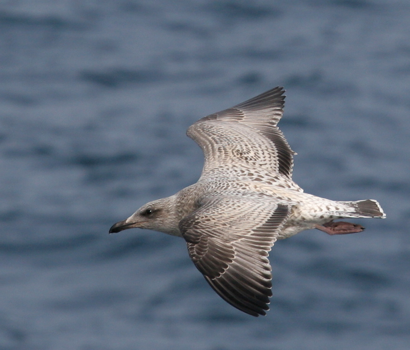 060913_gull_herring_vega