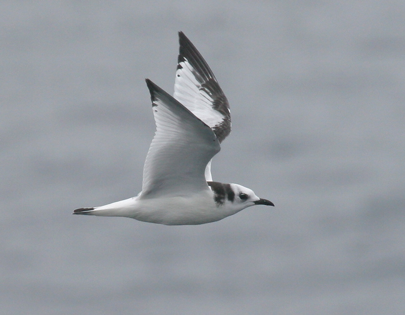 060913_kittiwake_black0051