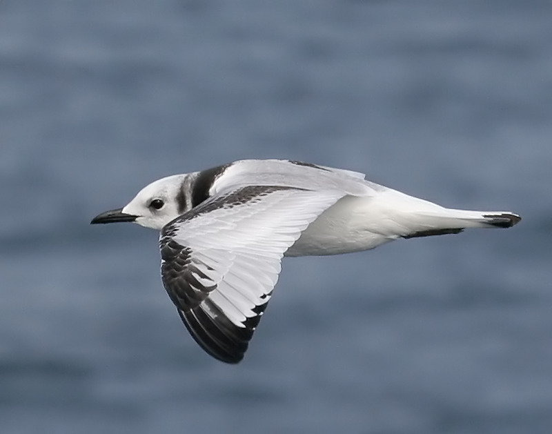060913_kittiwake_black0052