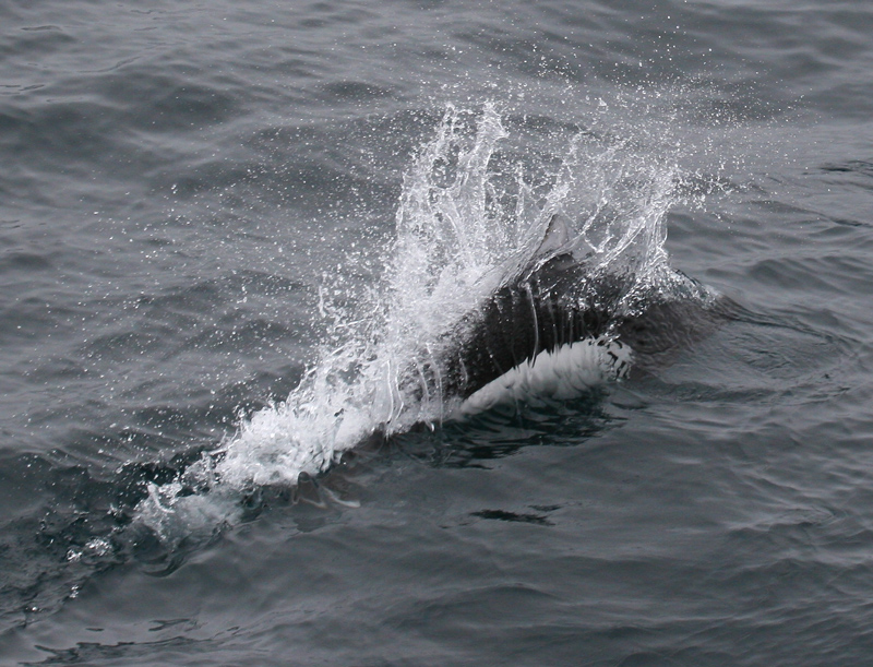 060913_porpoise_dalls