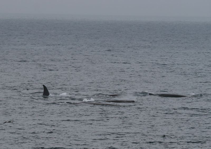 060913_whales