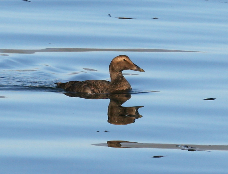 060914_eider_common