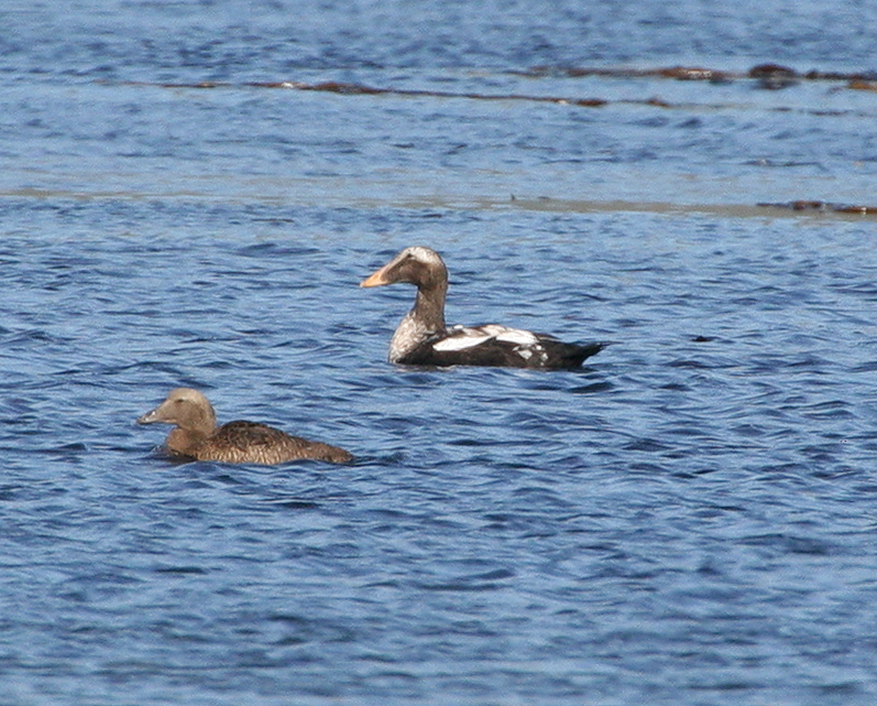 060914_eiders_common