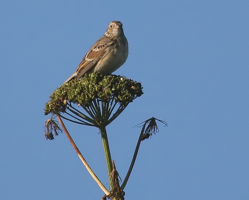 060914_longspur_lapland