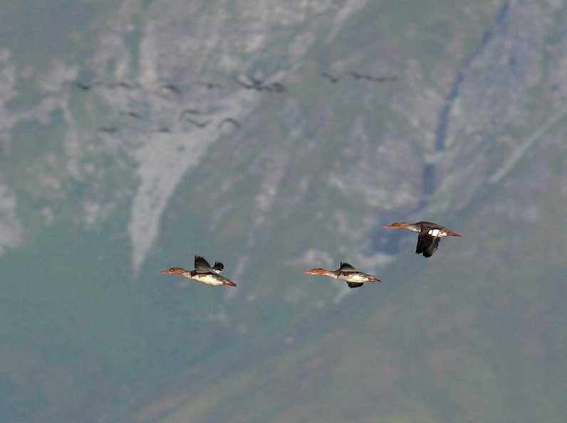 060914_merganser_common