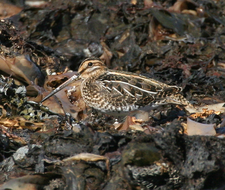 060914_snipe_common_a
