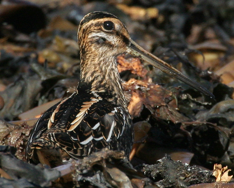 060914_snipe_common_b