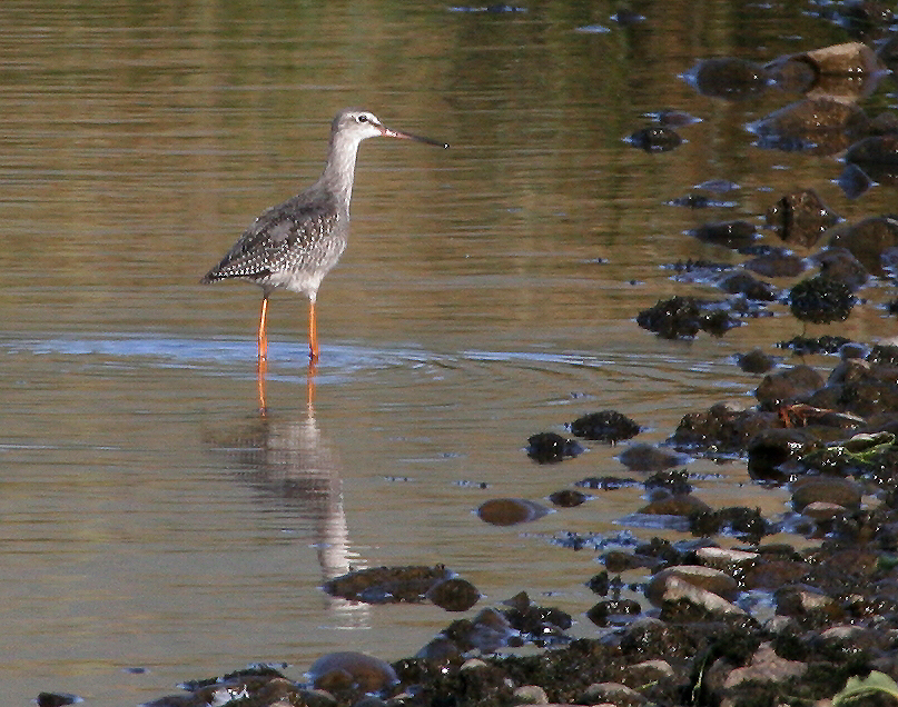 060915_redshank_spttted
