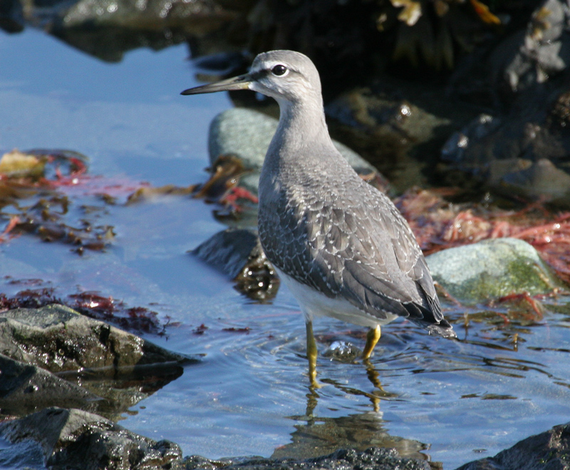 060915_tattler_gray_tailed