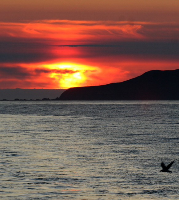 060917_attu_sunset_gull_a