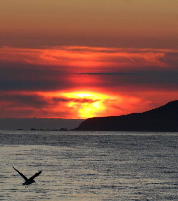060917_attu_sunset_gull_b