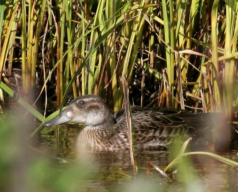 060917_teal_baikal_a