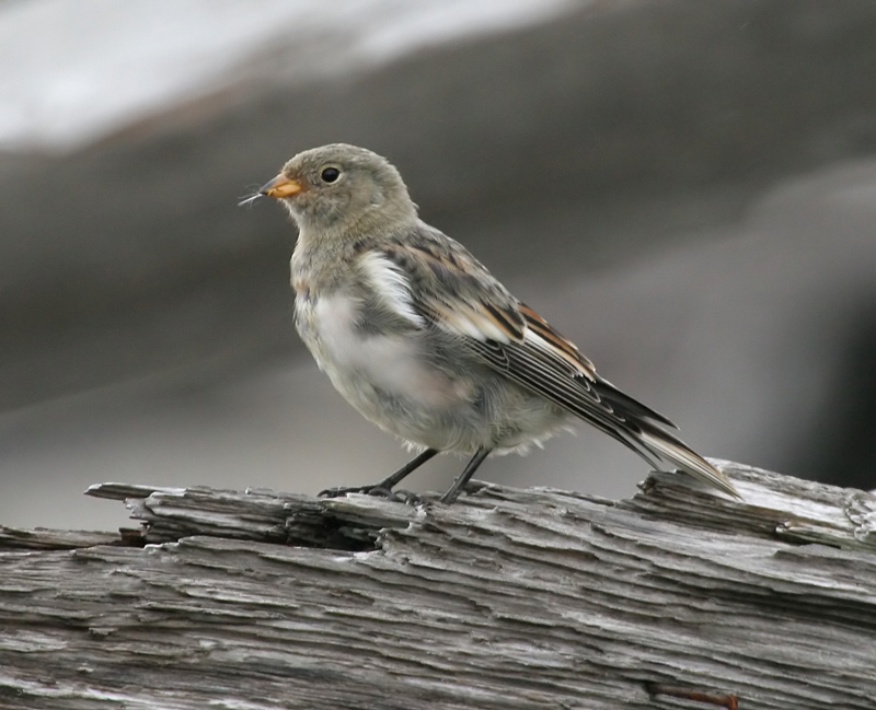 060918_bunting_snow