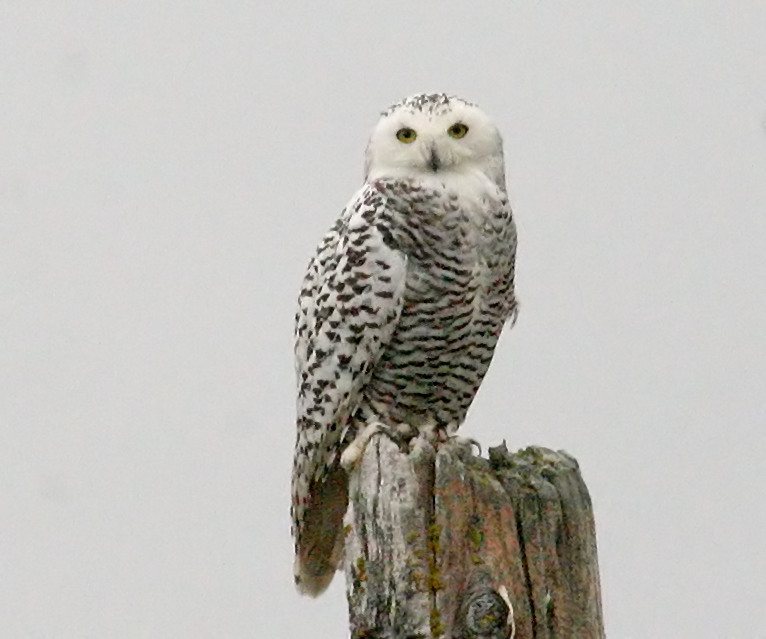060918_owl_snowy
