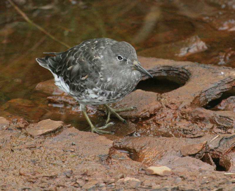 060918_sandpiper_rock