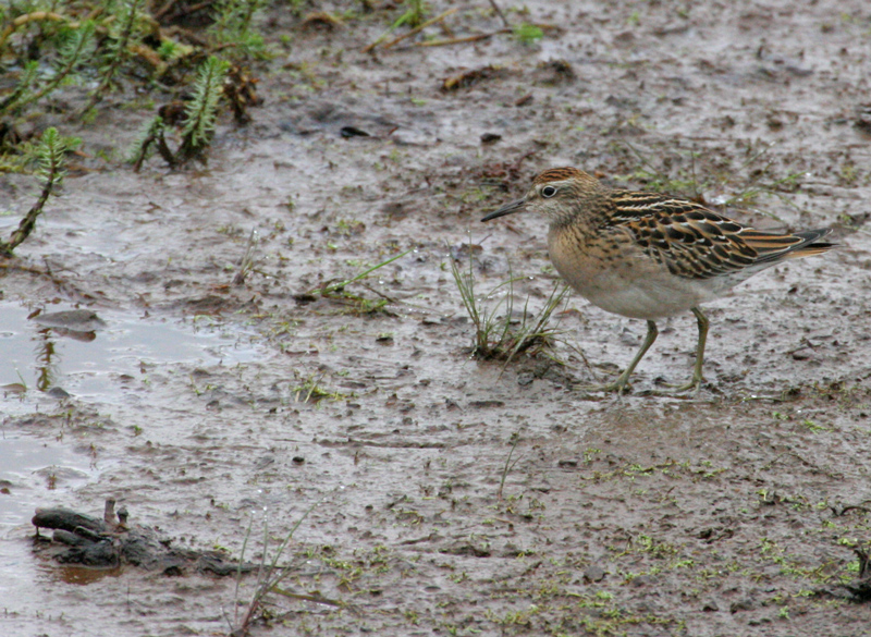 060918_sandpiper_sharp0076