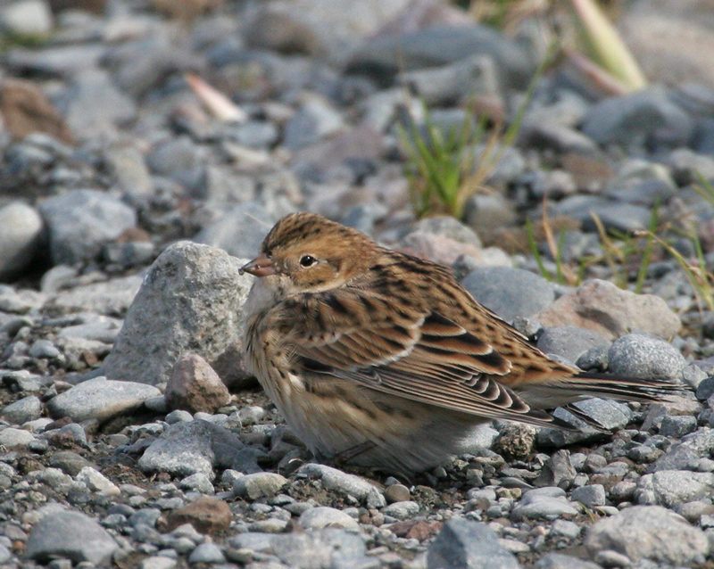 060919_longspur_lapland