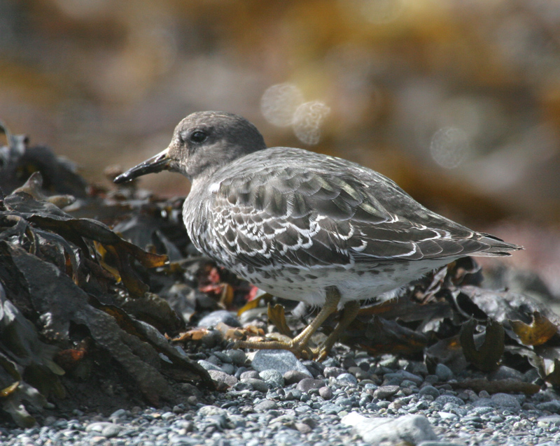 060919_sandpiper_rock