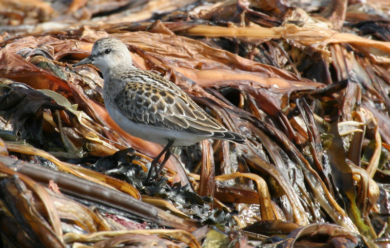 060920_stint_red_neck_a