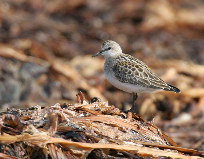 060920_stint_red_neck_b