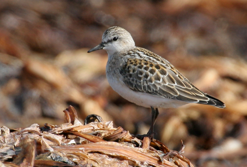 060920_stint_red_neck_c