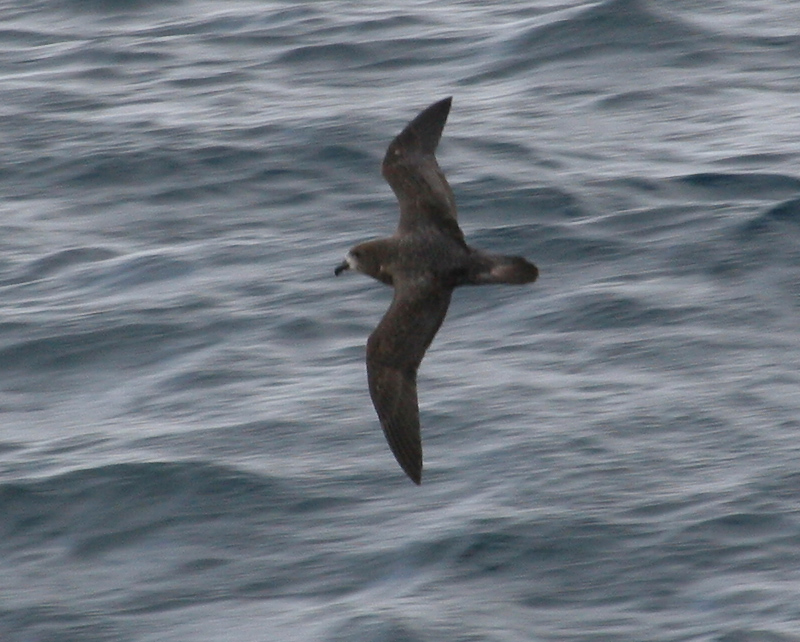 060921_petrel_murphys_b