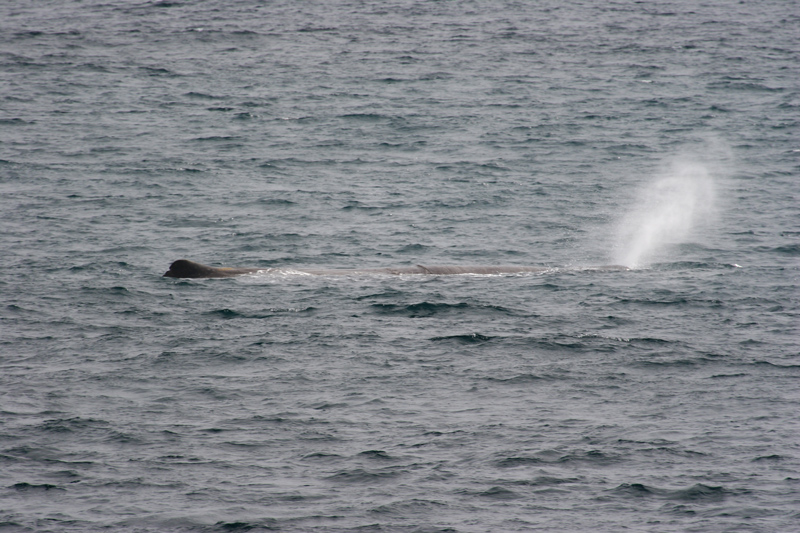060921_whale_sperm