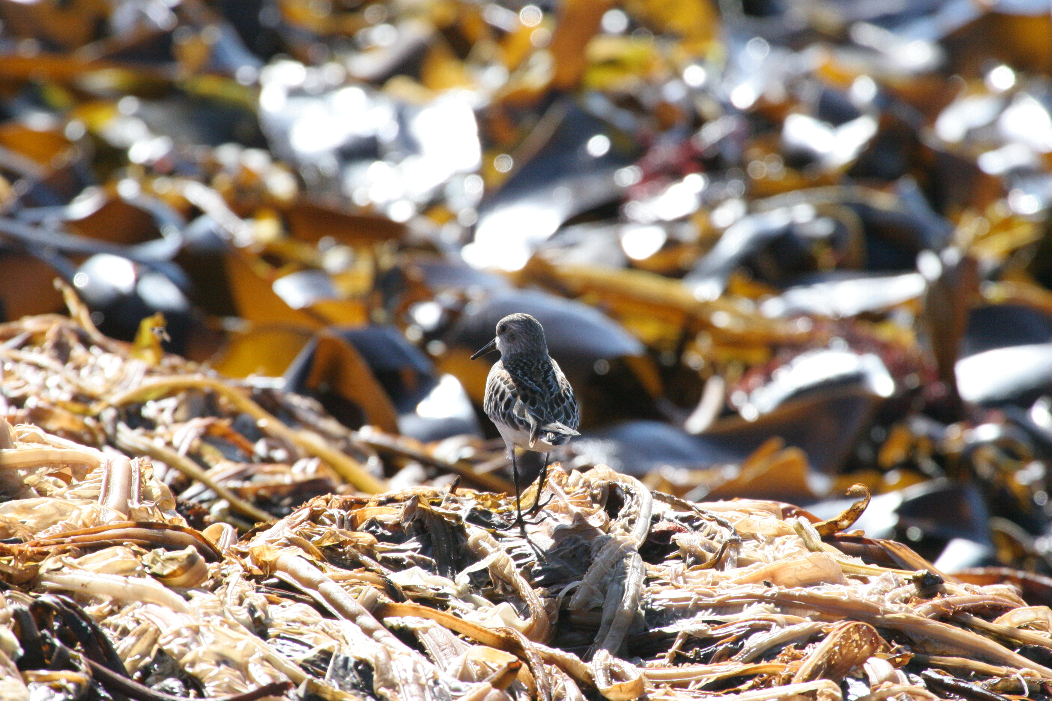 mistery_stint_sandpipe0105