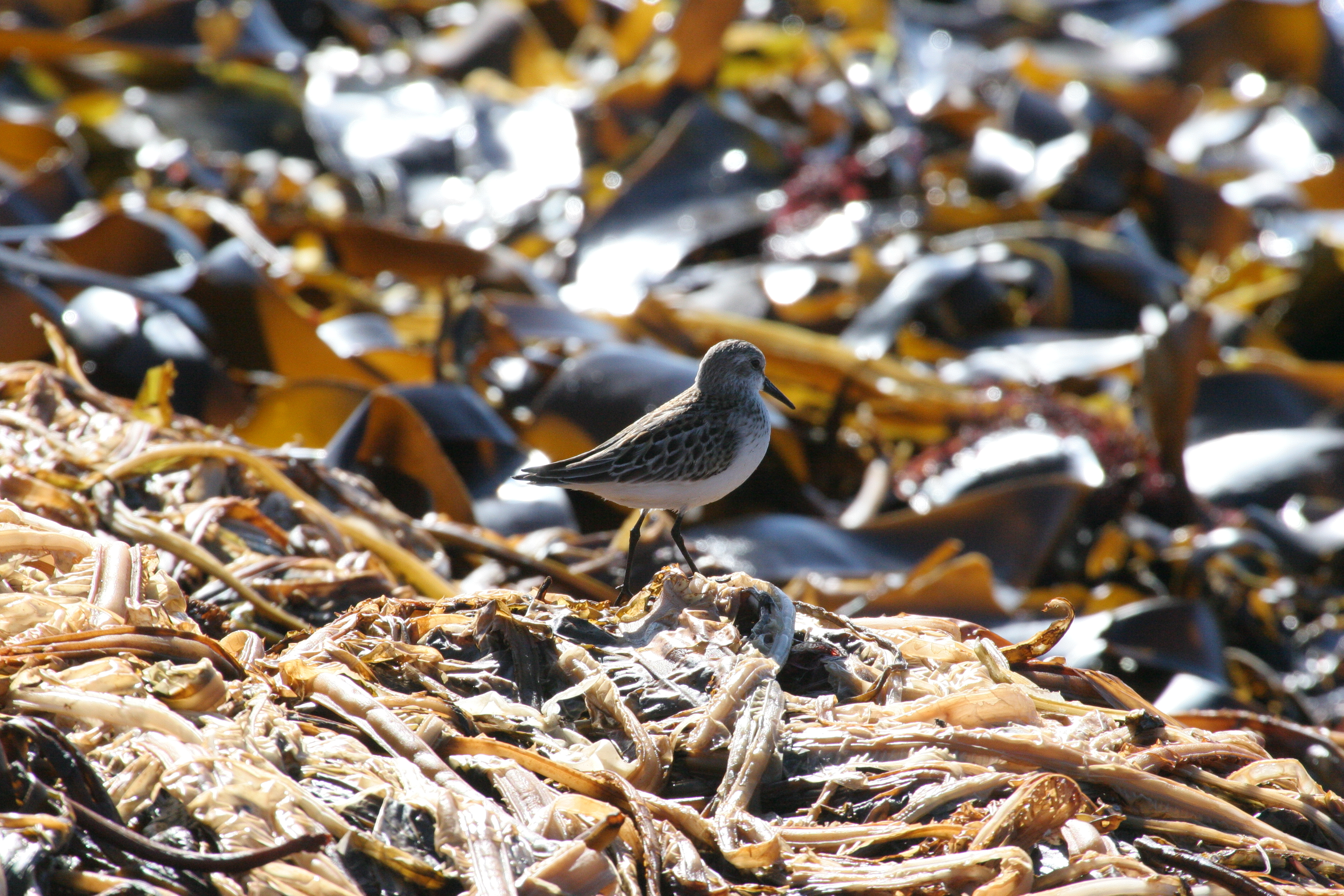 mistery_stint_sandpipe0106