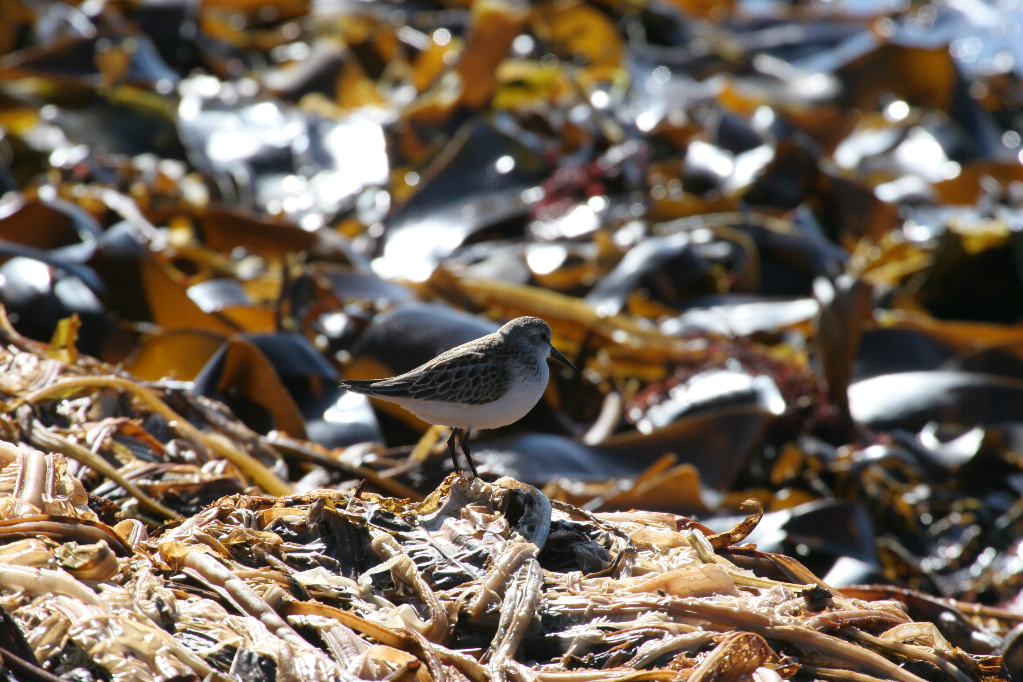 mistery_stint_sandpipe0107