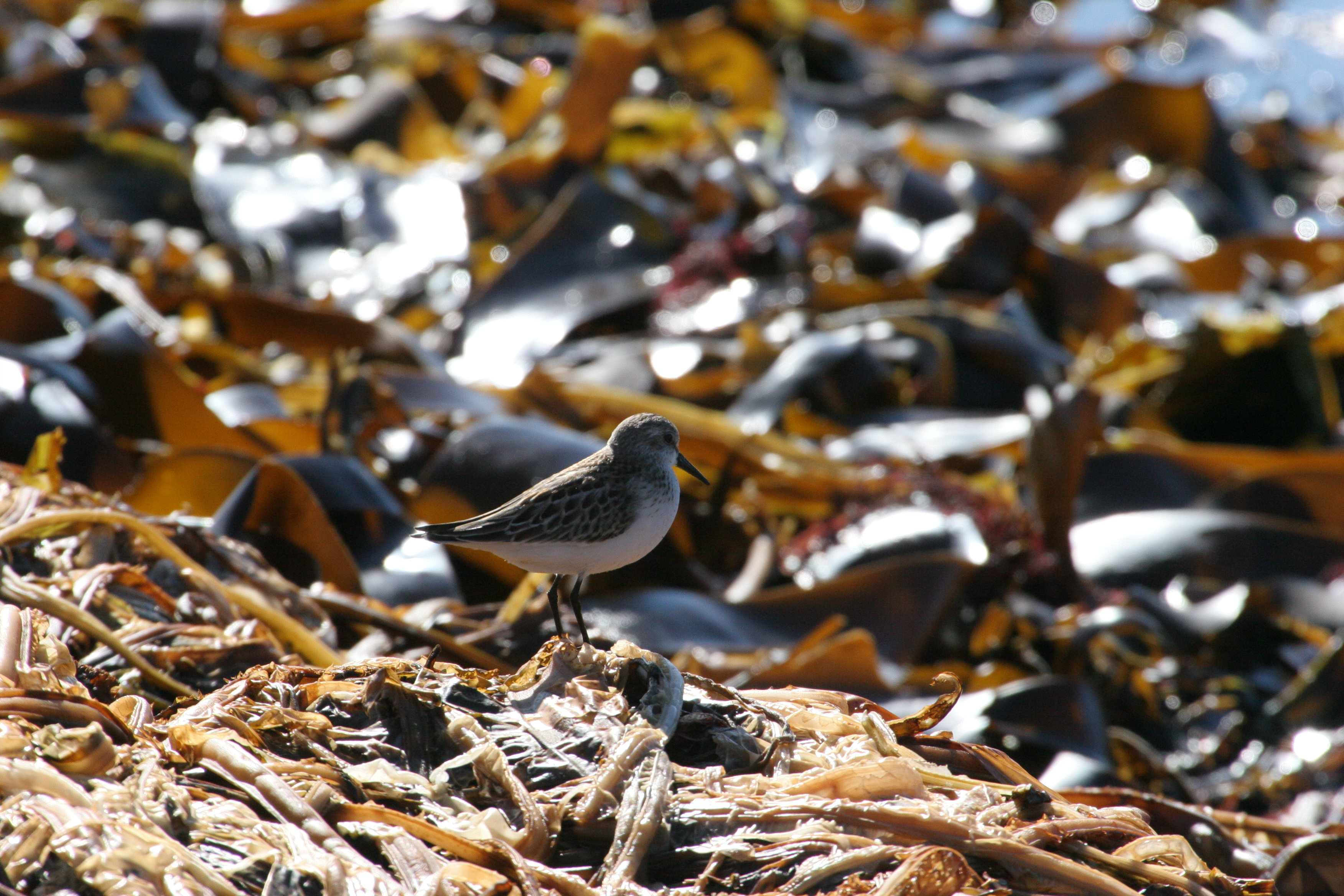 mistery_stint_sandpipe0108