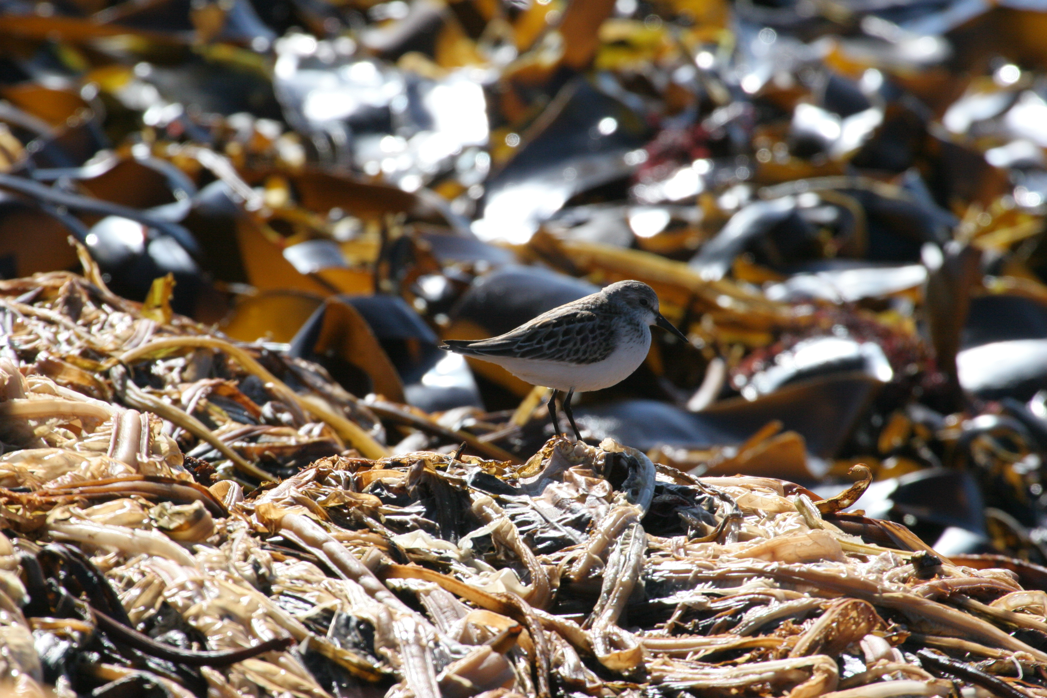 mistery_stint_sandpipe0109