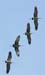 060907_cranes_sandhill