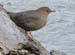 060907_dipper_american