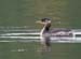 060907_grebe_red_neck