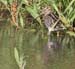 060907_snipe_wilsons