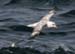 060909_fulmar_northern
