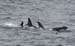 060909_orcas_a