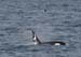060909_orcas_b