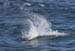 060909_porpoise_dalls